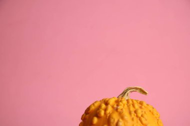 Pembe arka planda balkabakları. Sonbahar hasadı