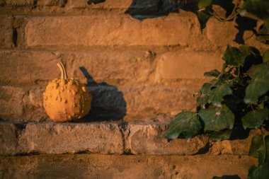 Cadılar bayramı için ideal balkabaklarıyla sonbahar arkaplanı