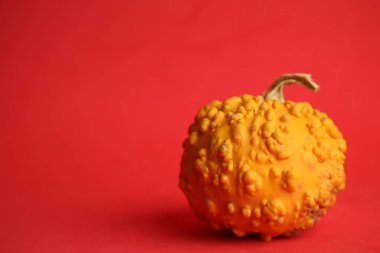 Kırmızı arka planda balkabakları. Sonbahar hasadı