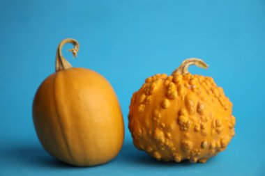 Mavi arka planda balkabakları. Sonbahar hasadı