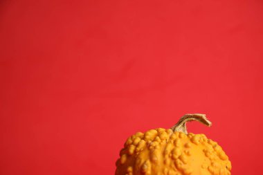 Kırmızı arka planda balkabakları. Sonbahar hasadı