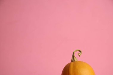 Pembe arka planda balkabakları. Sonbahar hasadı