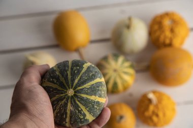 Ahşap arka planda çeşitli kabak çeşitleri. Sonbahar hasadı