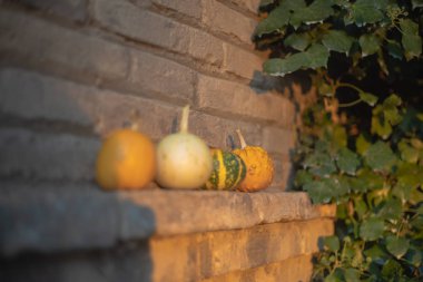 Cadılar bayramı için ideal balkabaklarıyla sonbahar arkaplanı