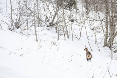 Pireneler İspanya 'da karlı sonbaharda Ordesa Ulusal Vadisi