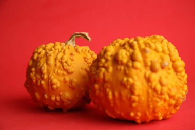 Kırmızı arka planda balkabakları. Sonbahar hasadı