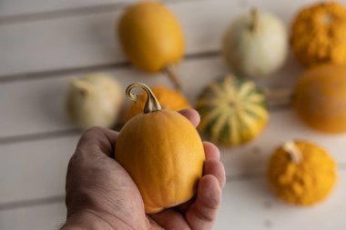 Ahşap arka planda çeşitli kabak çeşitleri. Sonbahar hasadı