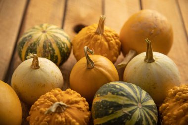 Ahşap arka planda çeşitli kabak çeşitleri. Sonbahar hasadı