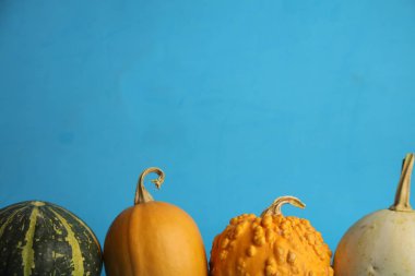 Mavi arka planda balkabakları. Sonbahar hasadı