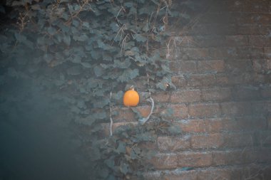 Cadılar bayramı için ideal balkabaklarıyla sonbahar arkaplanı