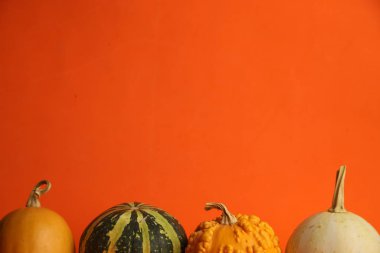 Turuncu arka planda balkabakları. Sonbahar hasadı