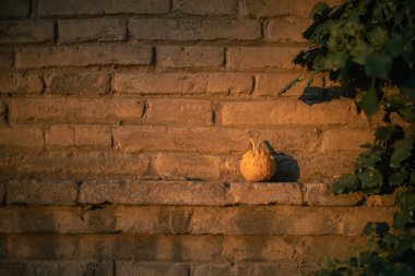 Cadılar bayramı için ideal balkabaklarıyla sonbahar arkaplanı