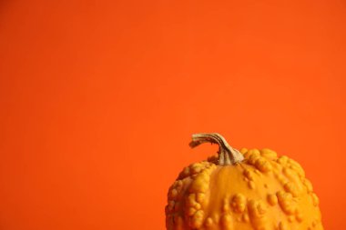 Turuncu arka planda balkabakları. Sonbahar hasadı