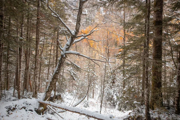 Pireneler İspanya 'da karlı sonbaharda Ordesa Ulusal Vadisi