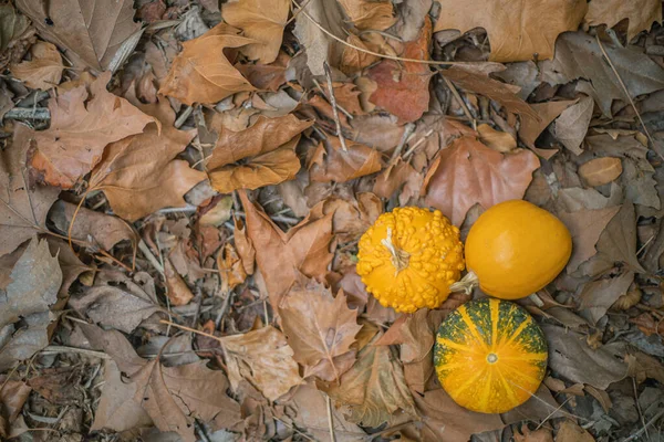 Autumnal Background Pumpkins Ideal Halloween — Stock Photo, Image