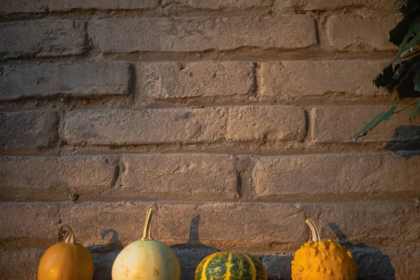 Herfst Achtergrond Met Pompoenen Ideaal Voor Halloween — Stockfoto