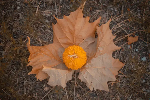 Podzimní Pozadí Dýněmi Ideální Pro Halloween — Stock fotografie