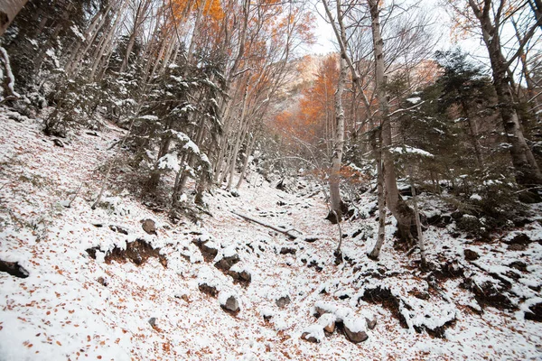 Valle Nacional Ordesa Otoño Nevado Situado Pirineos España — Foto de Stock