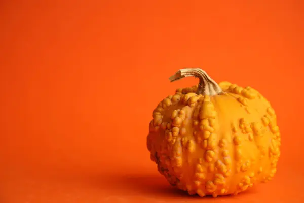 Kürbisse Auf Orangefarbenem Hintergrund Herbsternte — Stockfoto