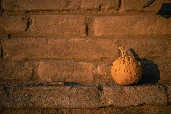 Cadılar bayramı için ideal balkabaklarıyla sonbahar arkaplanı