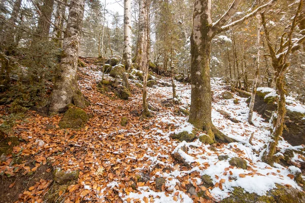 Pireneler İspanya 'da karlı sonbaharda Ordesa Ulusal Vadisi