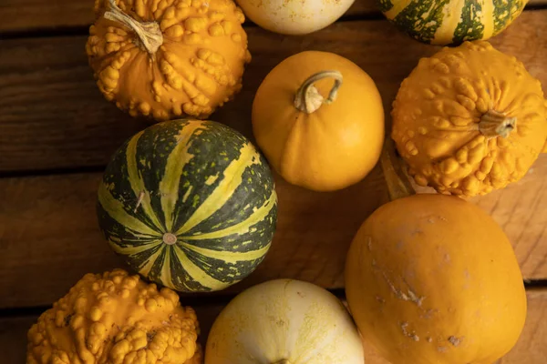 Ahşap arka planda çeşitli kabak çeşitleri. Sonbahar hasadı