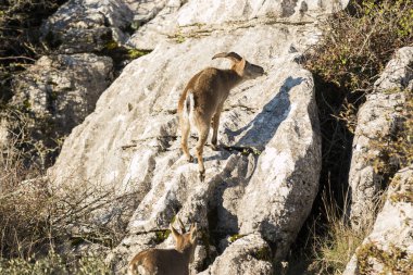 Kayalık dağ dağ keçisi keçi