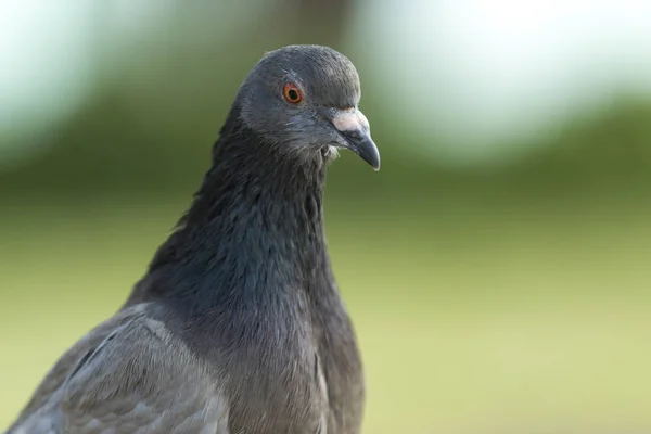 Aufnahme einer grauen Taube auf verschwommenem grünem Hintergrund — Stockfoto