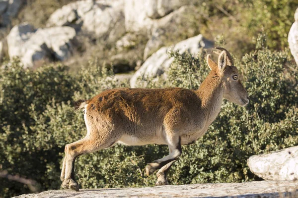 Ibex goat in rocky mountain — Stock Photo, Image