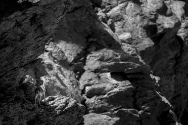 Dağda küçük geyik yavrusu