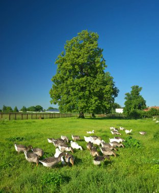 Çayırda yerli kaz.