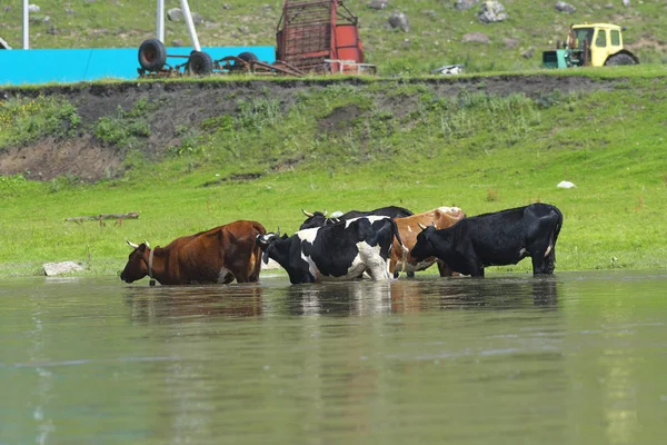 Kühe im Fluss. — Stockfoto