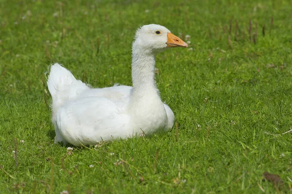 Geese in the meadow. — Stock Photo, Image