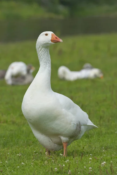 Geese in the meadow. — Stock Photo, Image