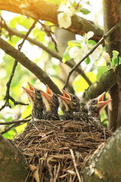 Pássaros Bebê Ninho Ramo Árvore Fecham Primavera Luz Solar — Fotografia de Stock