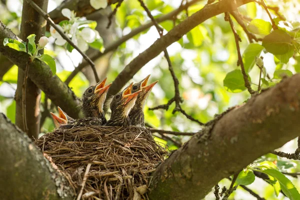 Ptáčci Hnízdě Větvi Stromu Zblízka Jaře Slunci — Stock fotografie