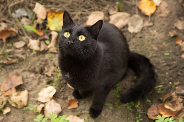 Güzel Şirin Bombay Siyah Kedi Portresi Sarı Büyük Gözler Sonbahar — Stok fotoğraf