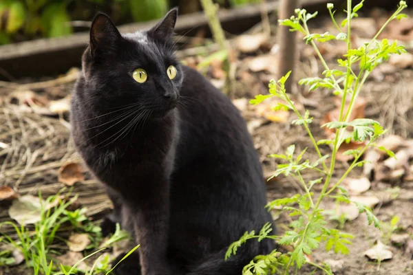 Czarny Zabłąkany Kot Portret Żółtymi Oczami Uważny Wygląd Zewnątrz Przyrodzie — Zdjęcie stockowe