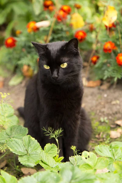Симпатичная Черная Грустная Кошка Сидит Саду Цветами Открытом Воздухе Природа — стоковое фото