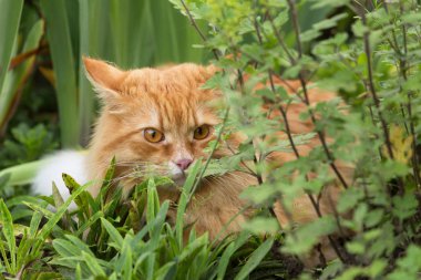 Özenli bakışlı güzel kırmızı kedi bahçedeki yeşil çimenlerde yatıyor.