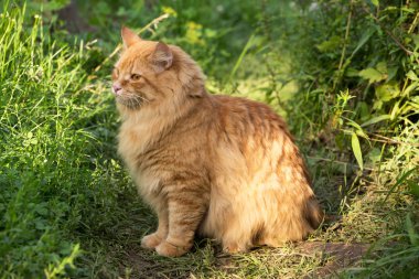 Güzel pofuduk kırmızı kedi güneş ışığında yeşil çimlerde oturur. Açık hava, doğa.
