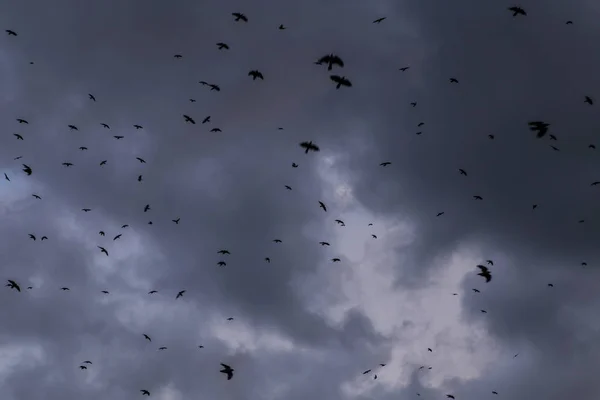 Flock of black raven birds against storm sky with dark grey clouds