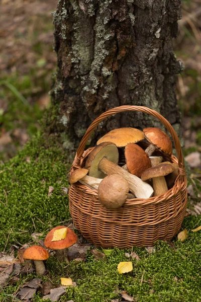 Ormandaki sepette yenilebilir mantar porcini. Sonbahar, sonbahar