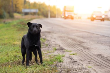 Bekleyen Üzgün Yalnız Sokak Köpeği Yolda, Otoyolda