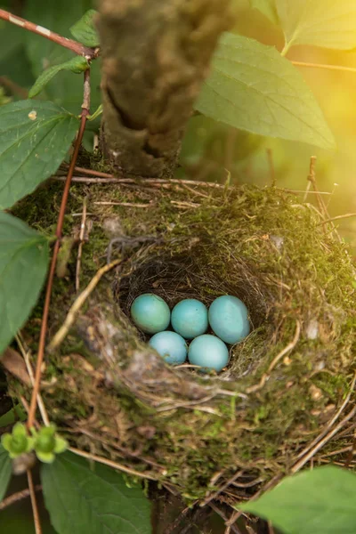 Pět Modrých Vajíček Hnízdě Přírodě Zelených Listech Detailně Slunci — Stock fotografie