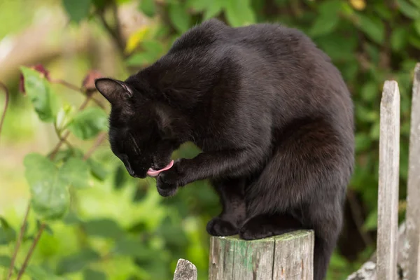 Cat washing with tongue. Bombay black cat washes outdoors in nature on fence