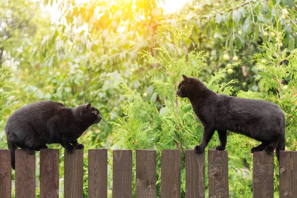 Twee Zwarte Katten Houten Hek Tegenover Elkaar Voor Het Gevecht — Stockfoto