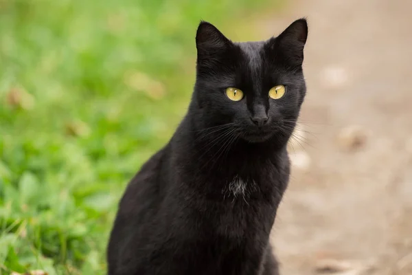 Bombay siyah kedi portresi, sarı gözlü ve doğaya özenli bir bakış.