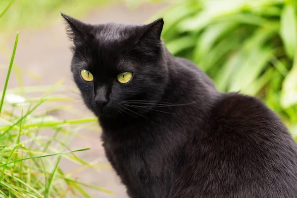 Bombay siyah kedi portresi, sarı gözlü ve yeşil çimlerde özenli bakışlı.