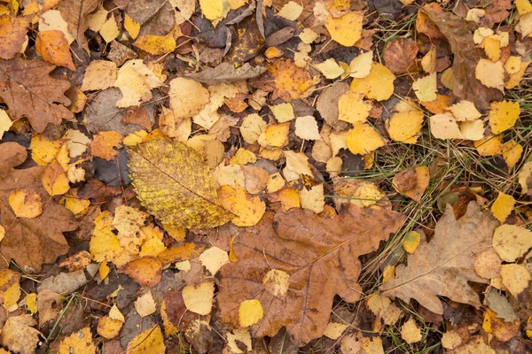 Autunno Autunno Secco Giallo Marrone Foglie Secche Terreno Nella Foresta — Foto Stock